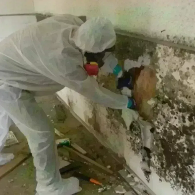 Mold Remediation and Removal in Harrison County, MS